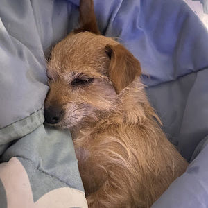 Meet your Posher, Shayna